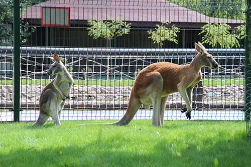 «Тонус МАМА» взяла под опеку кенгуру в зоопарке «Лимпопо»