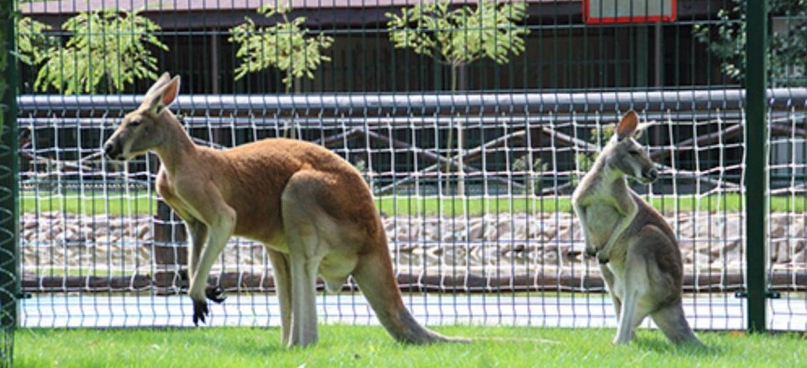 «Тонус МАМА» взяла под опеку кенгуру в зоопарке «Лимпопо»