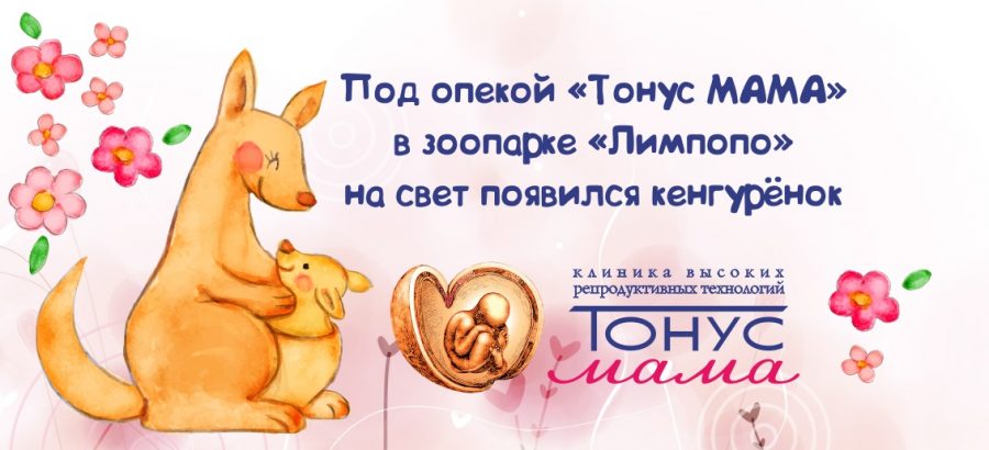 Под опекой «Тонус МАМА» в зоопарке «Лимпопо» на свет появился кенгурёнок